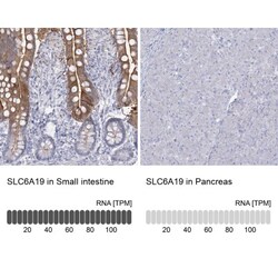 Connexin 40.1 Antibody, Novus Biologicals:Antibodies:Primary Antibodies